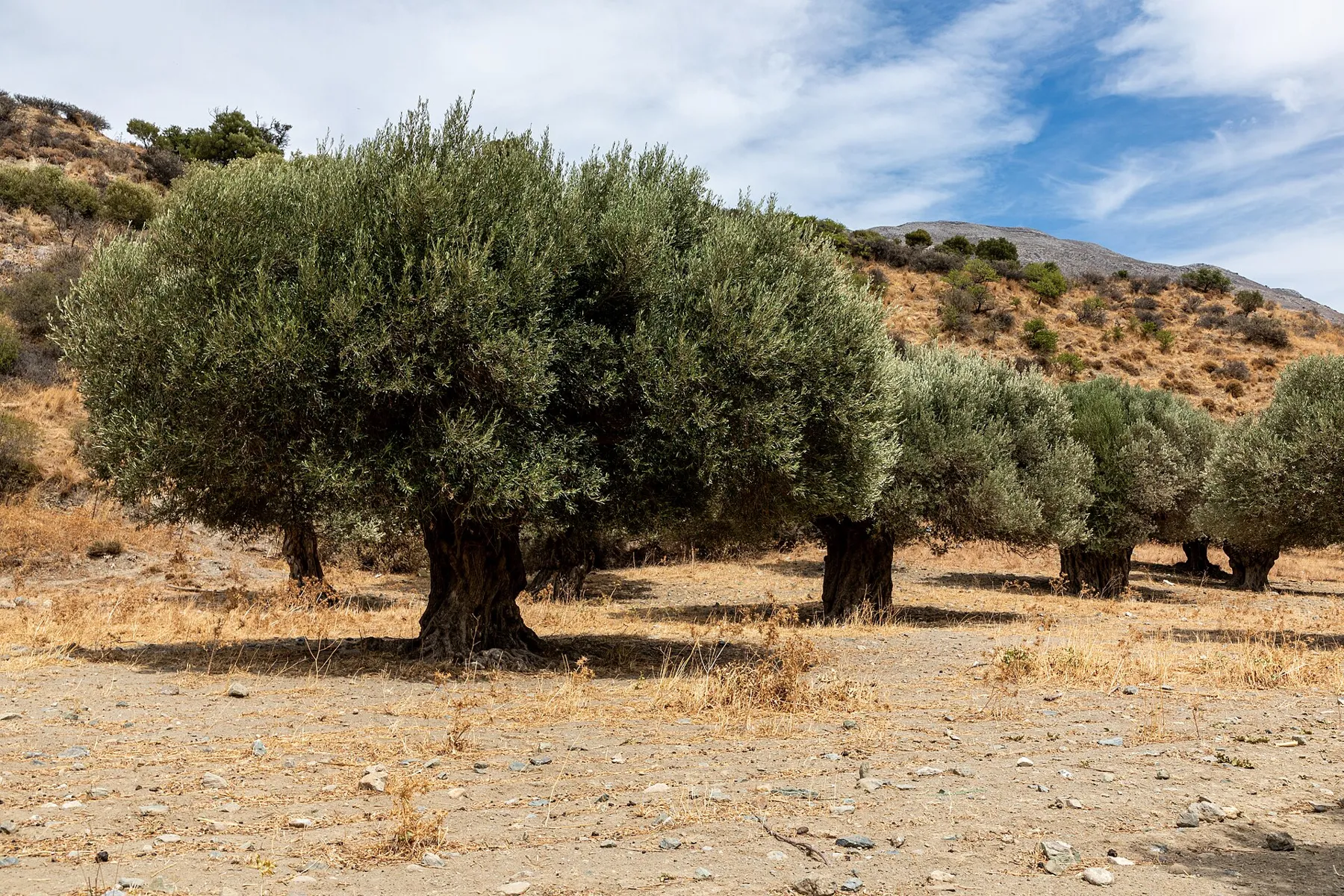 Old olive trees in a grove near Asomatos